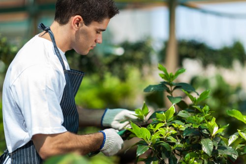 Garden hedge maintenance in Eden Park with clean shaping
