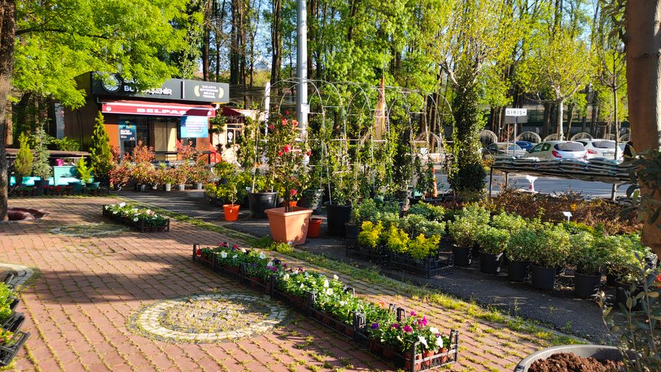 A vibrant outdoor garden scene featuring a variety of potted plants and flowering shrubs arranged along a paved area in Eden Park. The foreground displays colorful flower beds with blooming pansies an
