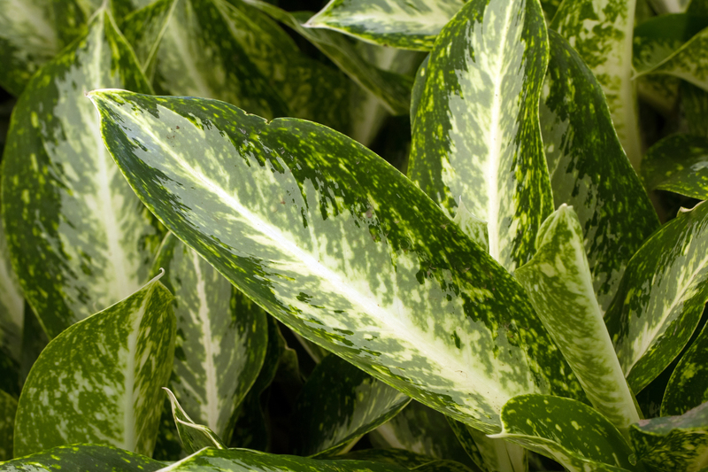 garden plants